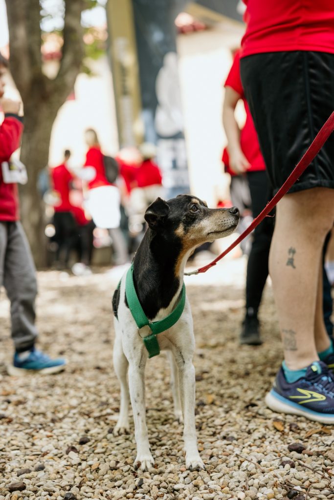 III Carrera Benéfica Faro 2026 – Viña POMAL (493) – low